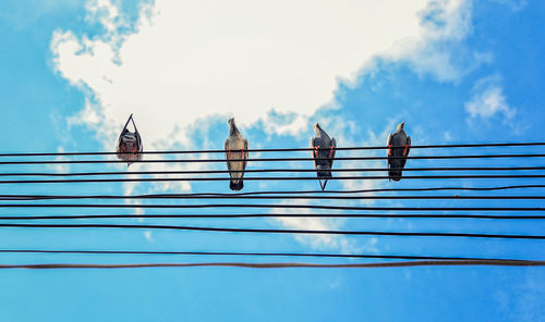 Beautiful bird is on the wire cable. many birds on the electric wunder blue sky at sunny day.