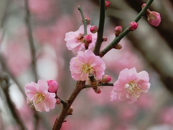 Close-up of pink cherry blossom