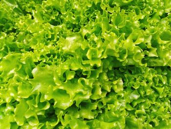 Full frame shot of vegetables