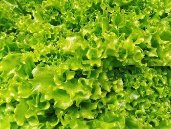 Full frame shot of vegetables