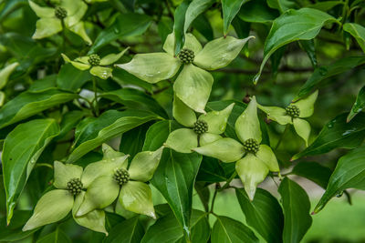 Close-up of green flowering plant leaves