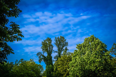 Low angle view of trees against blue sky