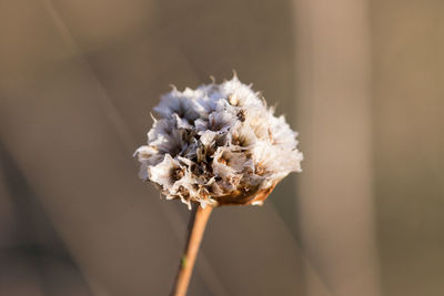 Close-up of wilted flower