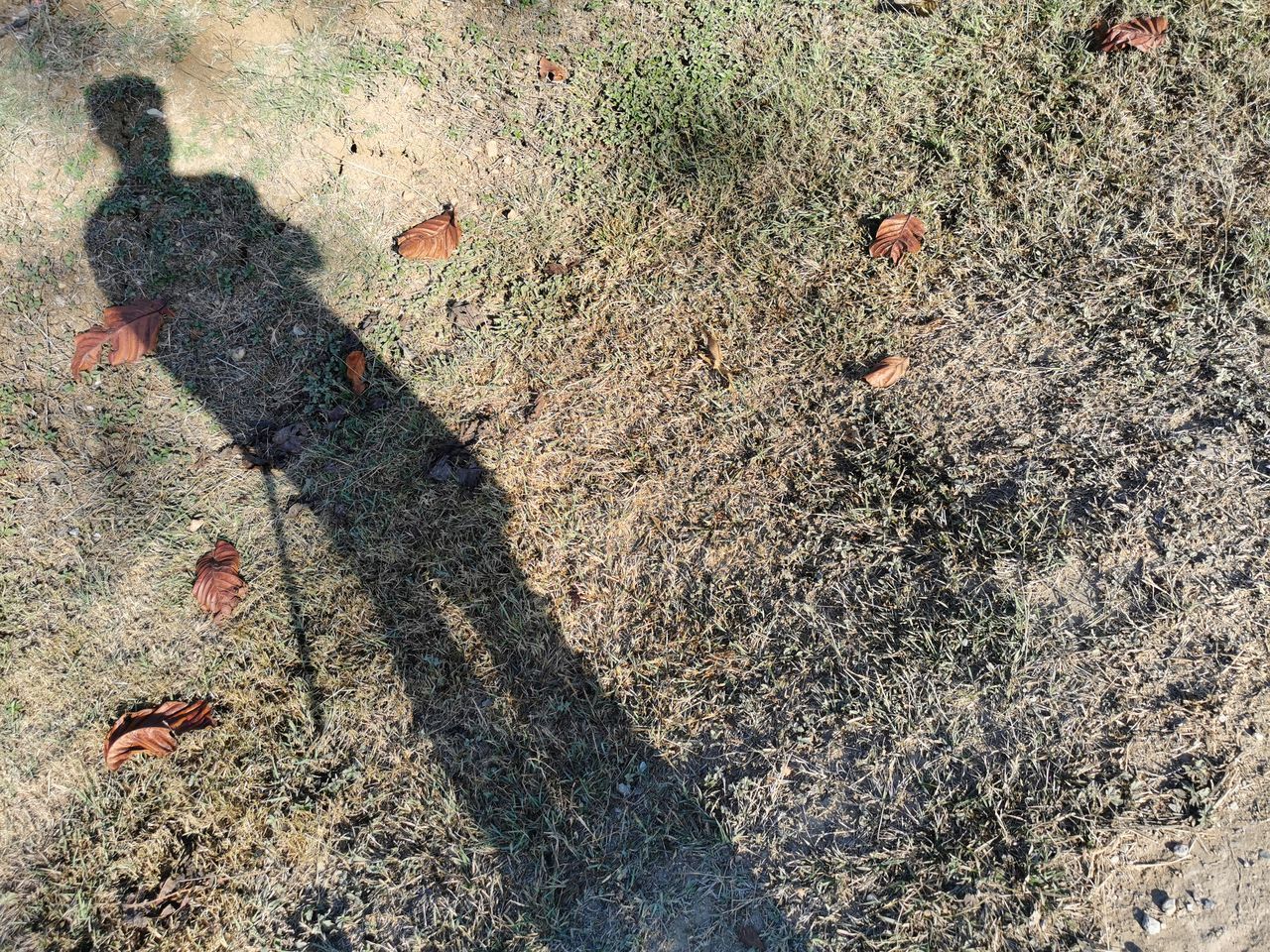 HIGH ANGLE VIEW OF PERSON SHADOW ON TREE