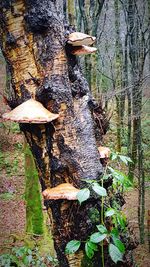 Tree trunk in forest