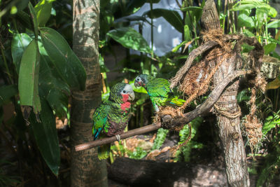 Birds perching on branch