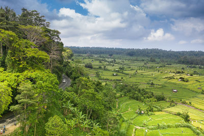 Scenic view of agricultural field against sky