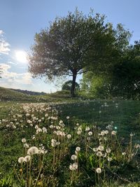 Scenic view of flowering plants on field against sky