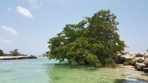 Trees by sea against sky