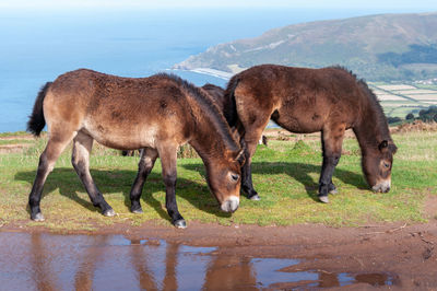 Horses grazing in a lake