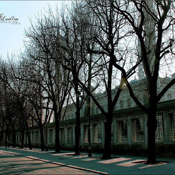 bare tree, architecture, built structure, building exterior, tree, branch, clear sky, sky, tree trunk, city, street light, day, footpath, street, outdoors, shadow, sunlight, house, incidental people, sidewalk