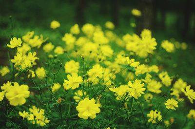 Close-up of yellow flowers blooming in field