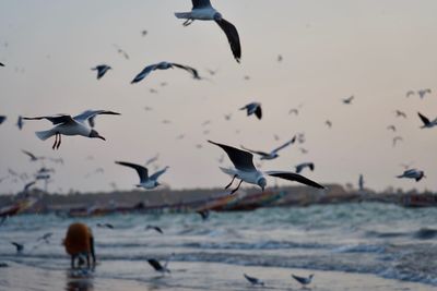 Seagulls flying over sea