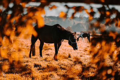 Horse standing in a field