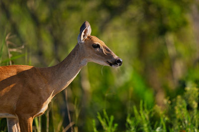 Side view of deer on land