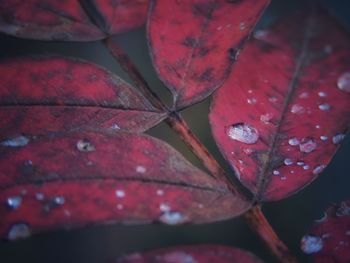 Close-up of red maple leaves during autumn