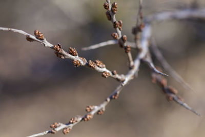 Close up of buds taken in springtime with selective focus and blurred background