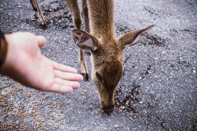 High angle view of human hand feeding