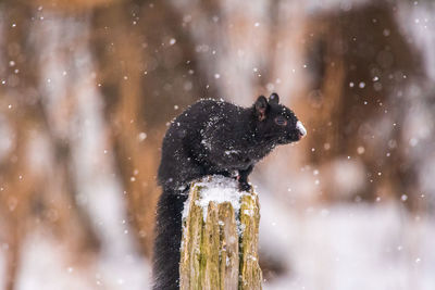 Squirrel on snow