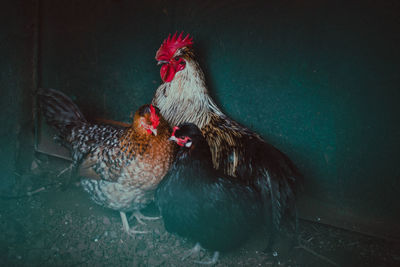 Rooster in water