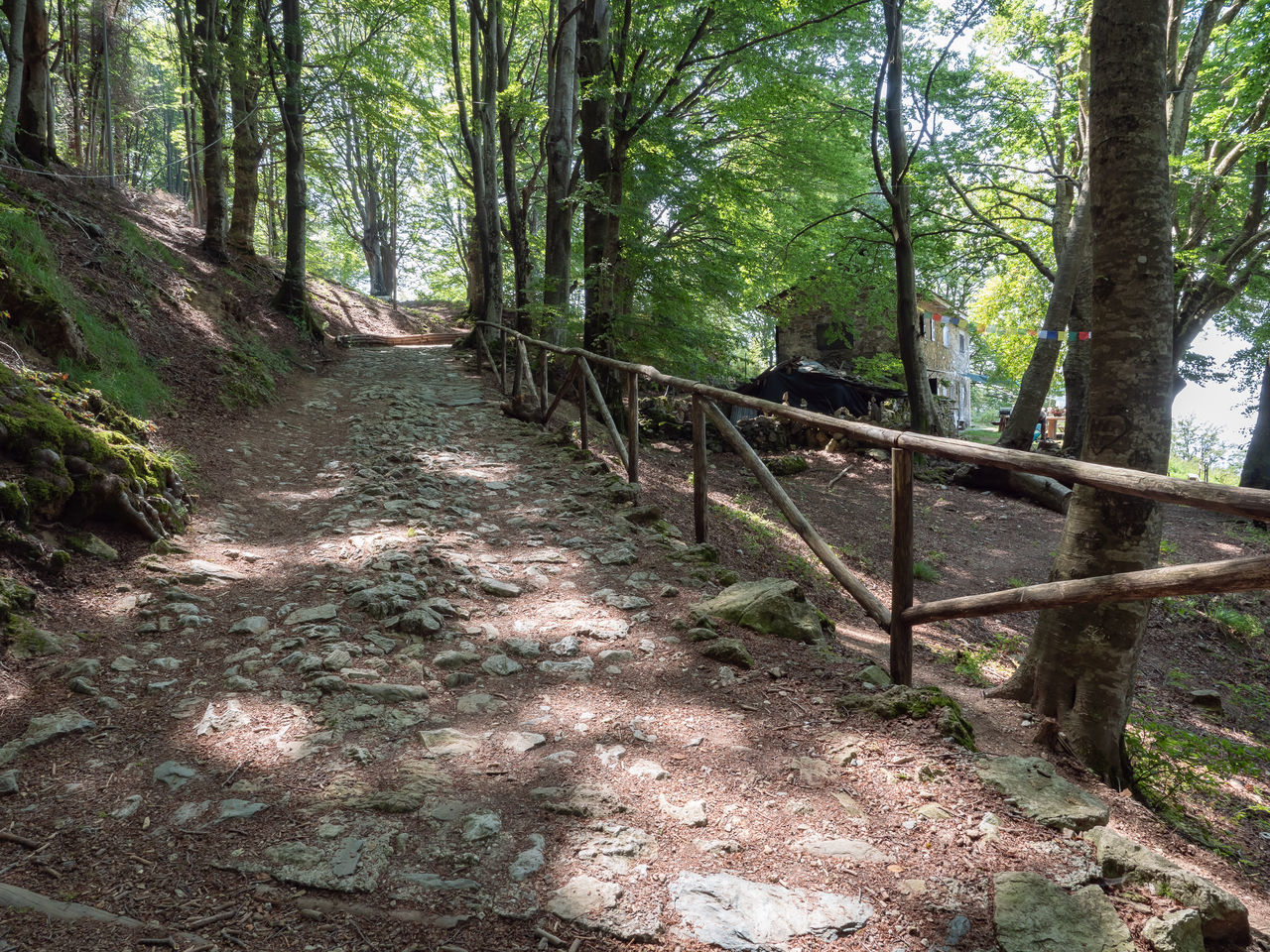 FOOTPATH IN FOREST