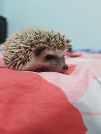 Close-up of hedgehog on bed