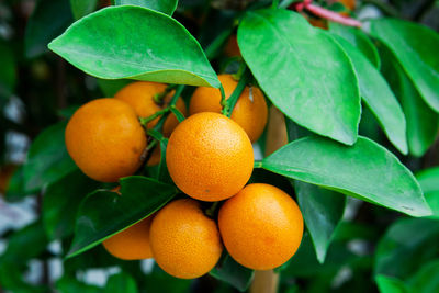 Close-up of orange fruits on tree