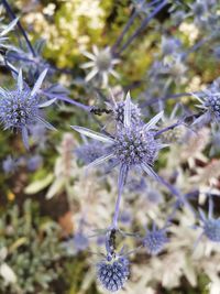 Close-up of purple flowering plant