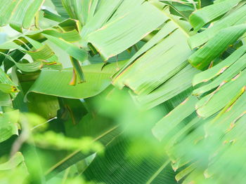 Background image of fresh green banana leaves