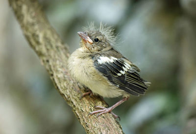 Close-up of bird perching on white background