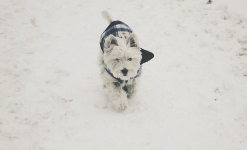 View of snow covered tree