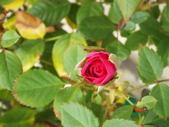 Close-up of red rose blooming outdoors
