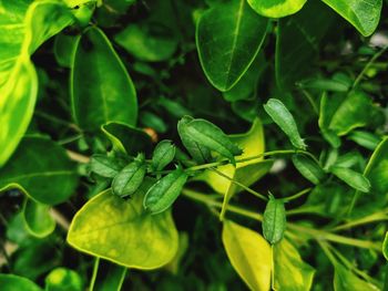 Close-up of insect on plant