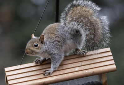 Close-up of squirrel on bench