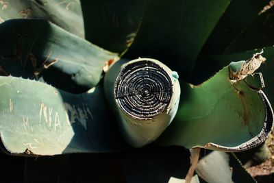 High angle view of shells on plant