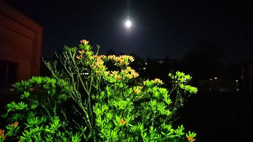 Plants growing against sky at night