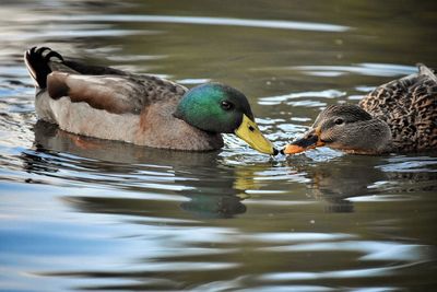 Close-up of duck swimming in lake