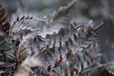 Close-up of dry leaves during winter