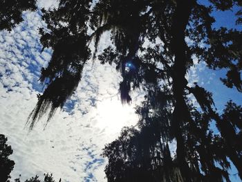 Low angle view of silhouette trees against sky