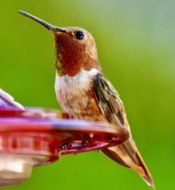 Close-up of bird