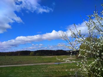 Scenic view of field against blue sky