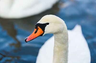 Close-up of swan