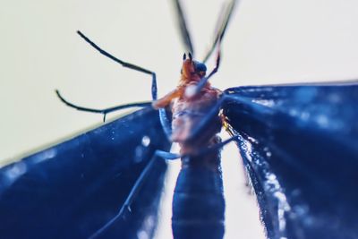 Extreme close up of insect