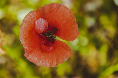 Close-up of red flower