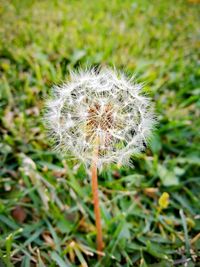 Close-up of dandelion