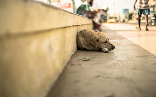 Stray dog lying on footpath