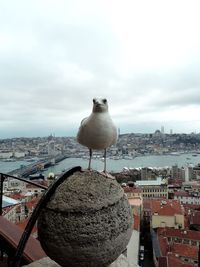 Seagull perching on city against sky