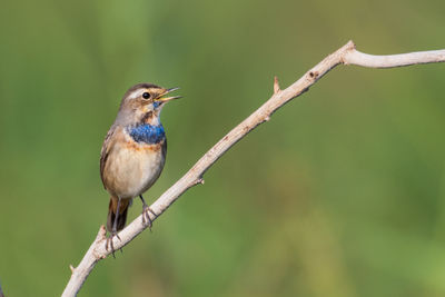 Close-up of bird perching on branch