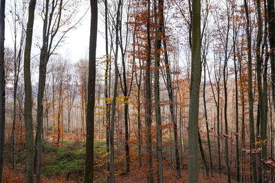 Trees in forest during autumn