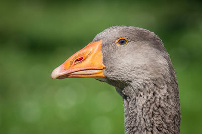 Close-up of goose outdoors